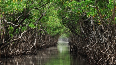 Which national park is known for its mazelike mangrove forests?